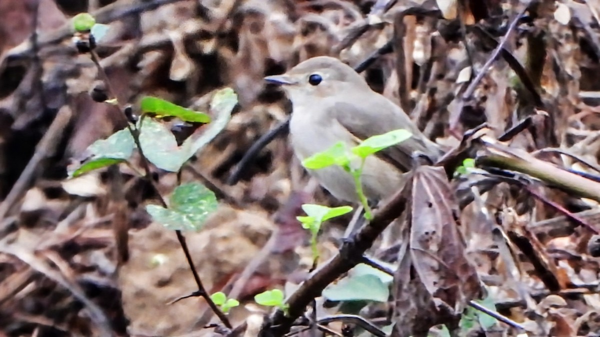 taigafluesnapper - ML645770383