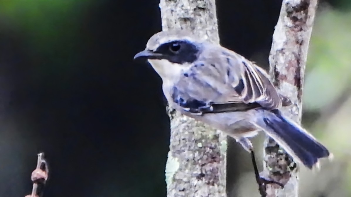 jernskvett - ML645770384