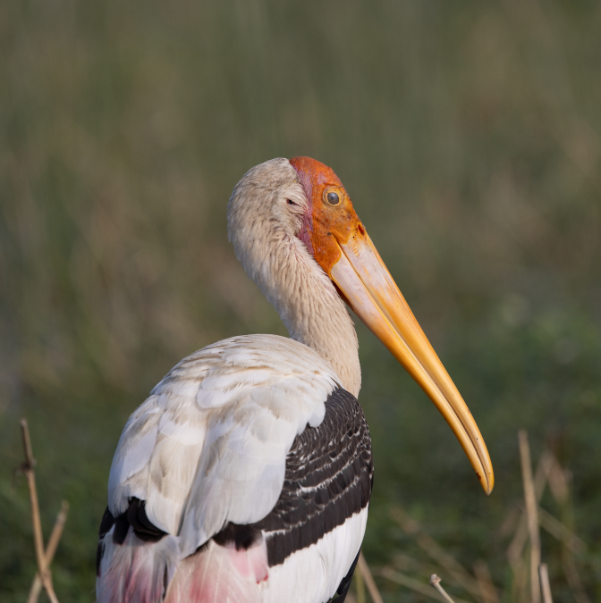 beltestork - ML645770389