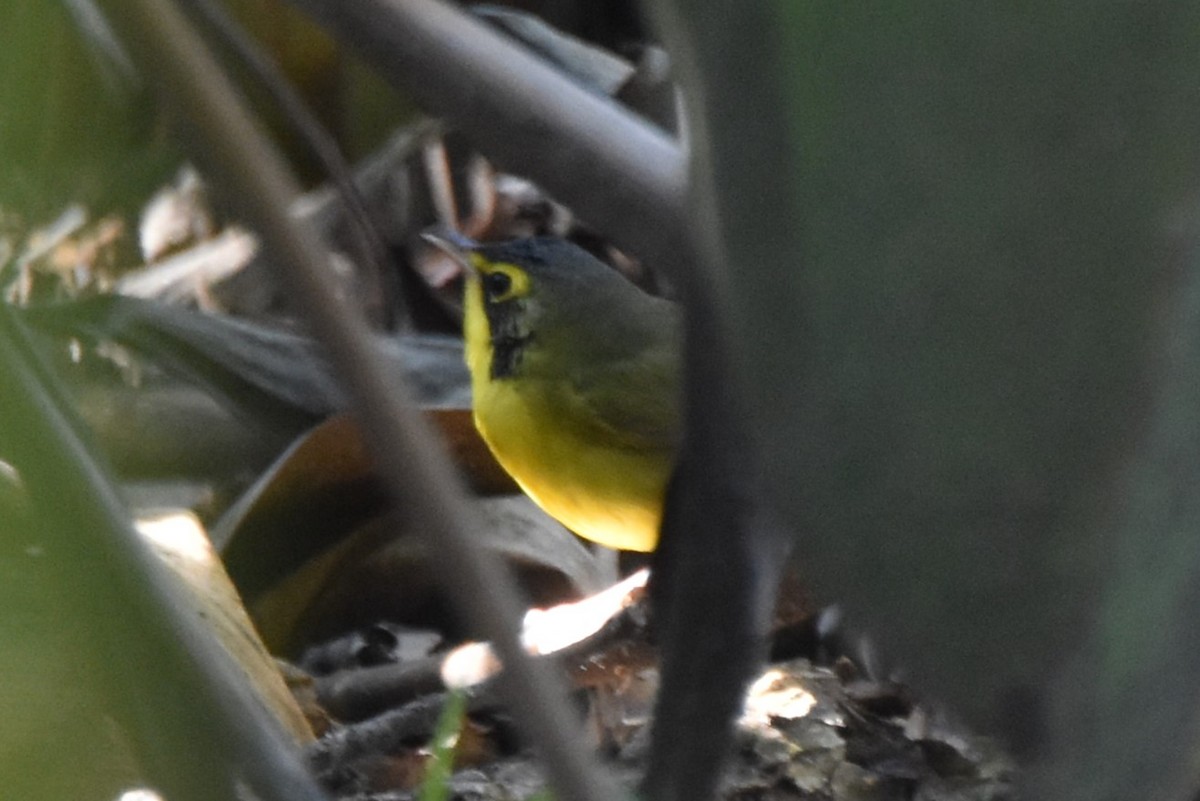 Kentucky Warbler - ML645770390