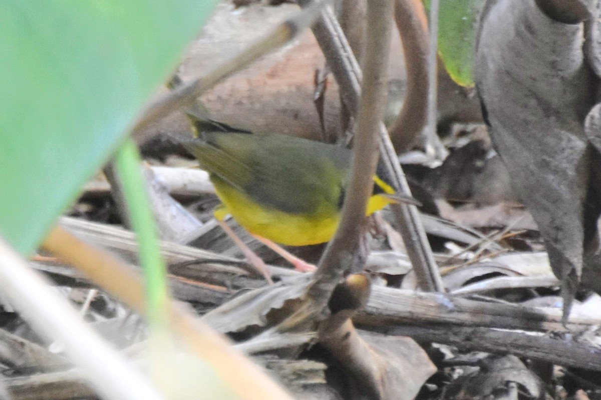 Kentucky Warbler - ML645770391
