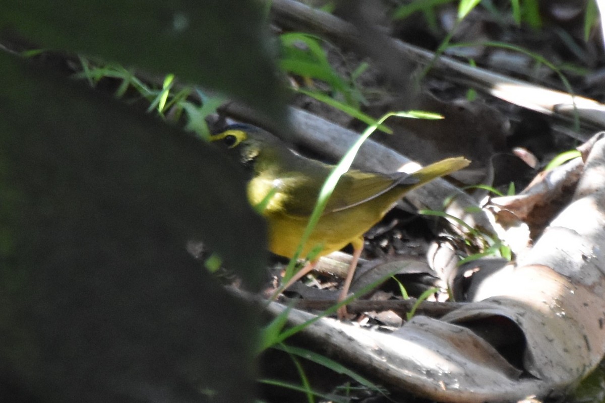 Kentucky Warbler - ML645770392