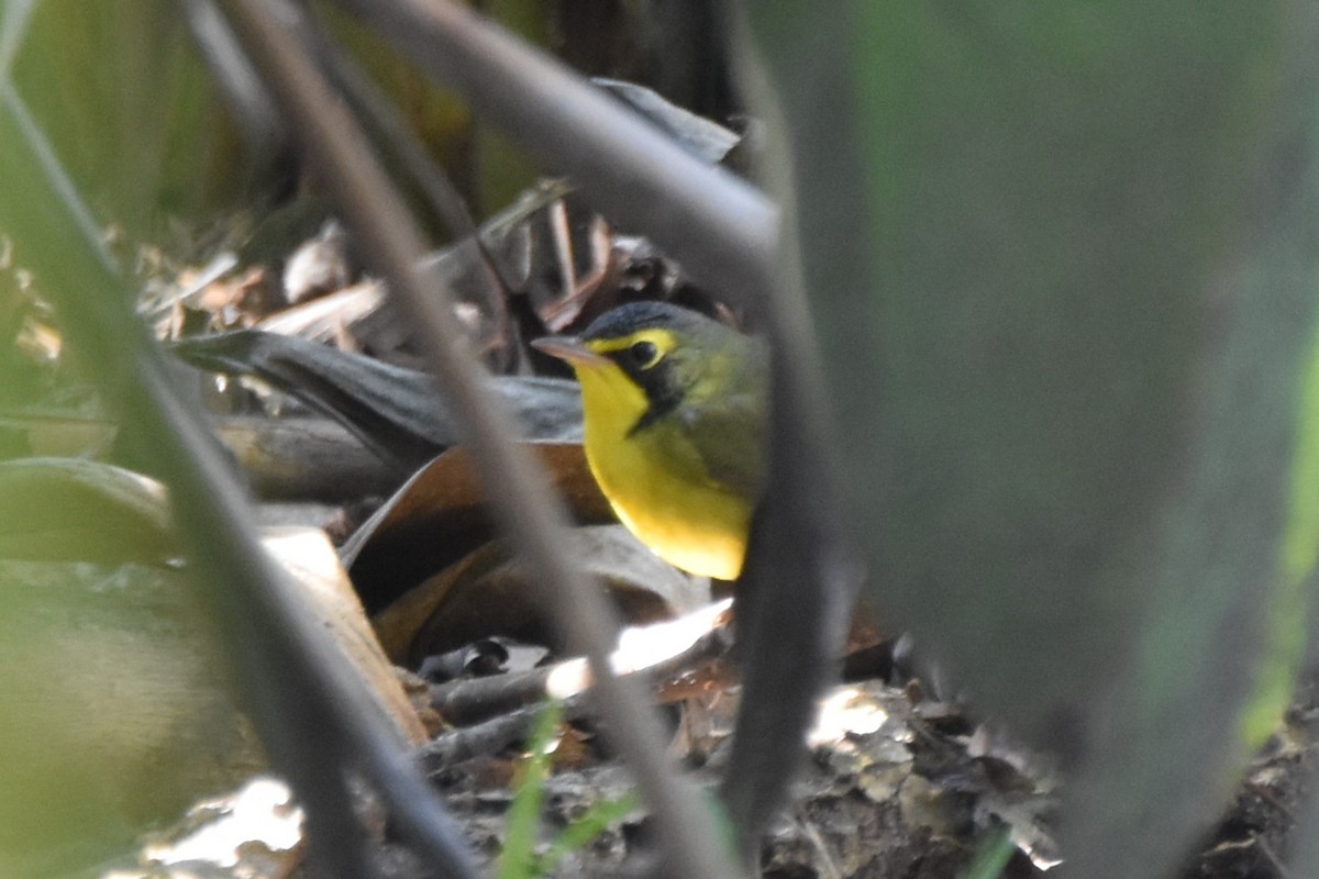 Kentucky Warbler - ML645770393