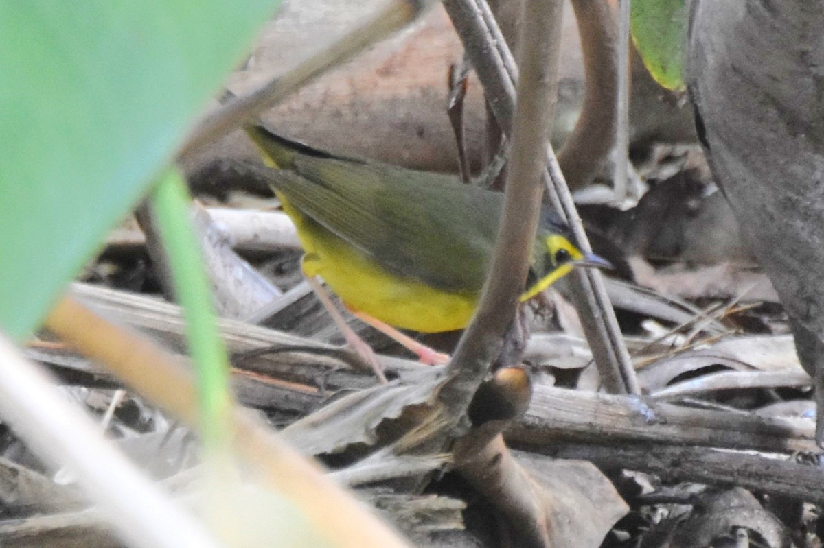 Kentucky Warbler - ML645770394