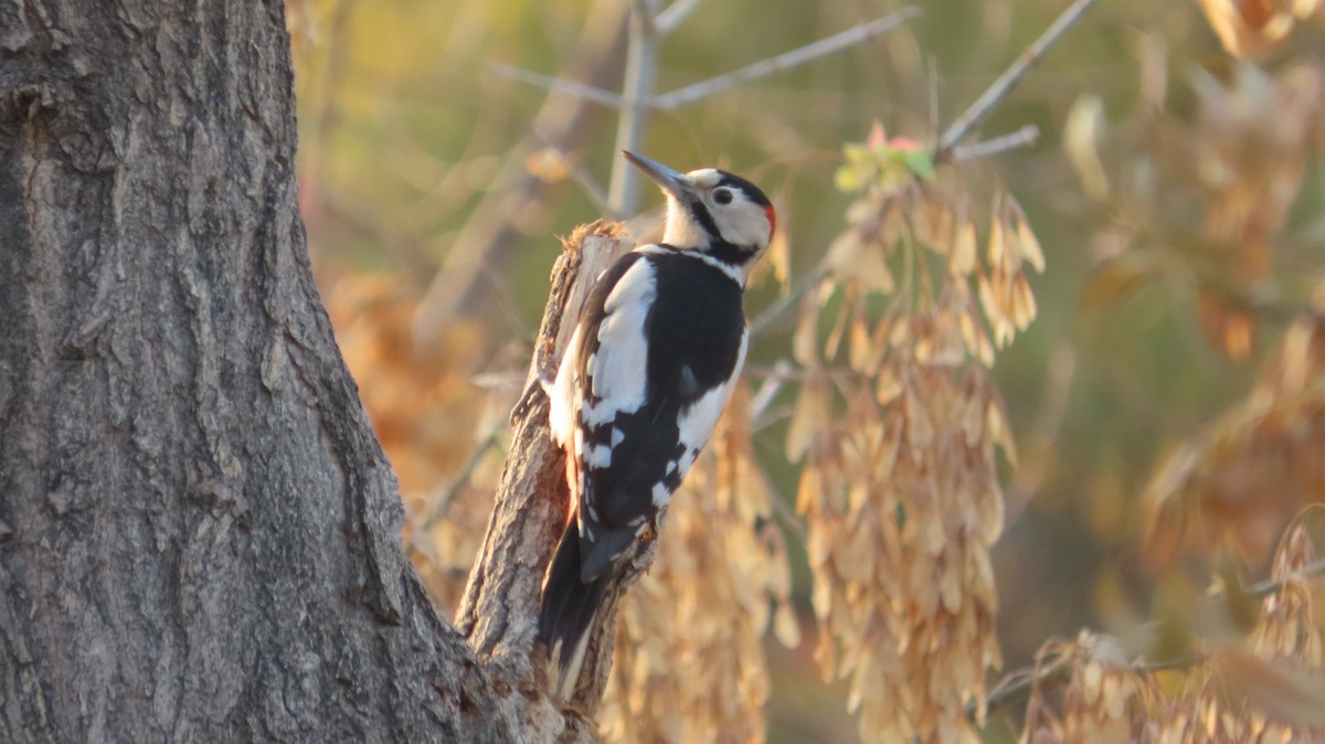 syriaspett - ML645770395