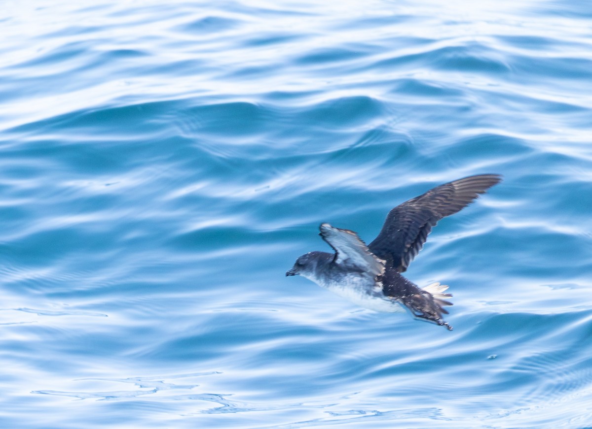 Common Diving-Petrel - ML645770399