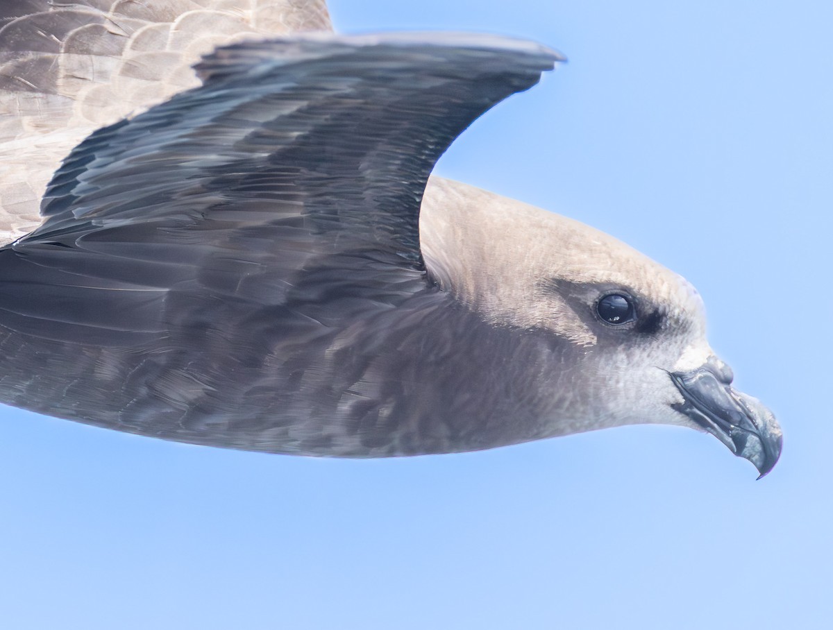 Gray-faced Petrel - ML645770405