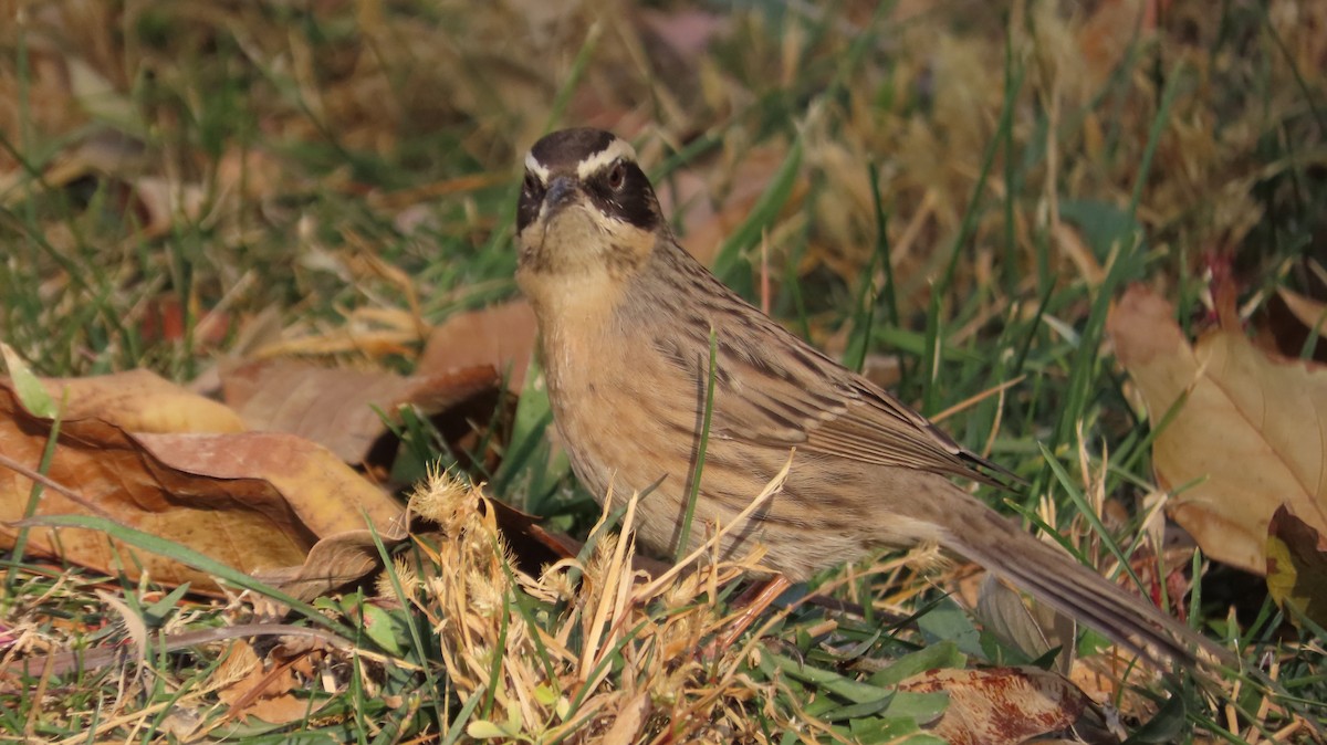 Radde's Accentor - ML645770406