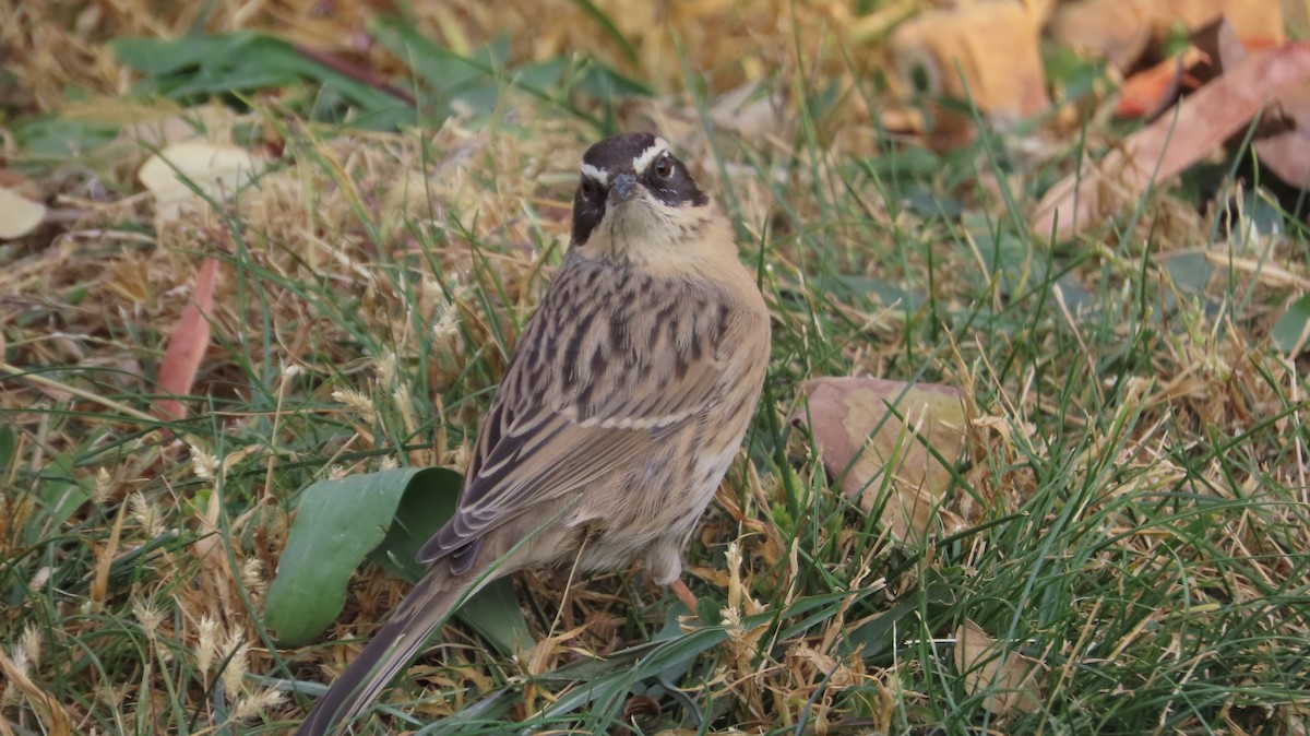 Radde's Accentor - ML645770407