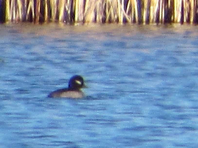 Bufflehead - ML645770411