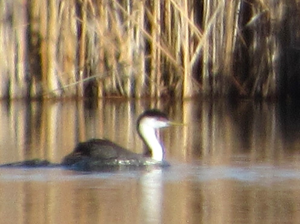 Western Grebe - ML645770414