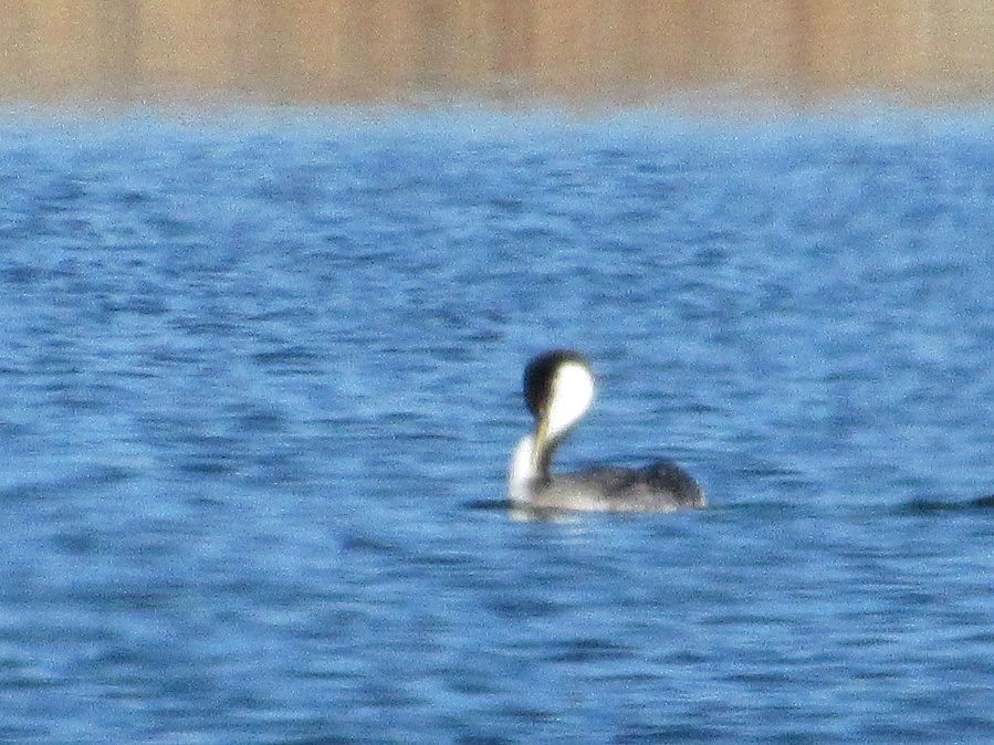 Western Grebe - ML645770417
