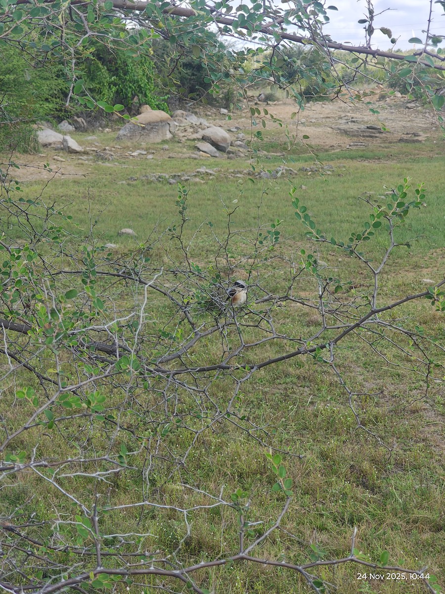 Long-tailed Shrike - ML645770420