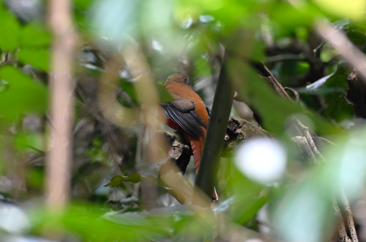 Трогон червоноголовий - ML645770443