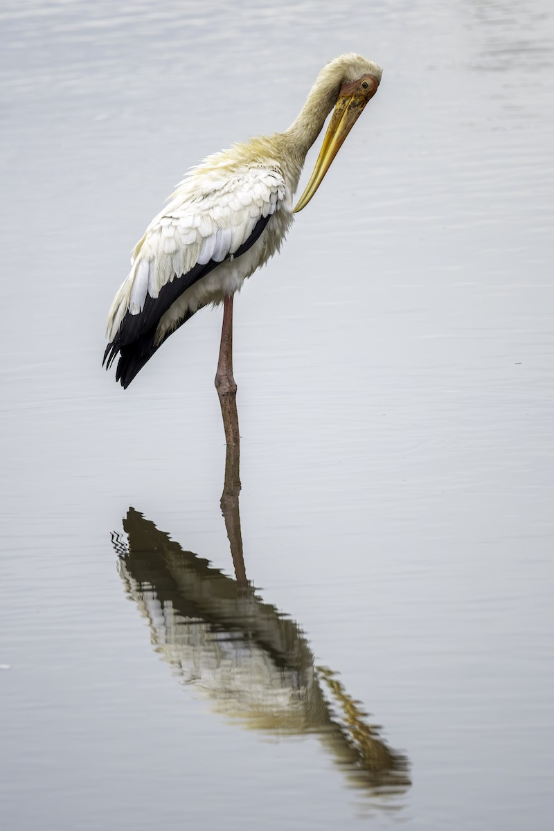 Milky Stork - ML645770448