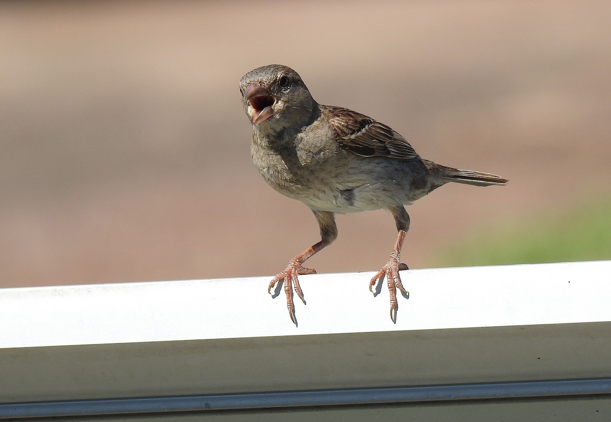 vrabec domácí - ML645770476