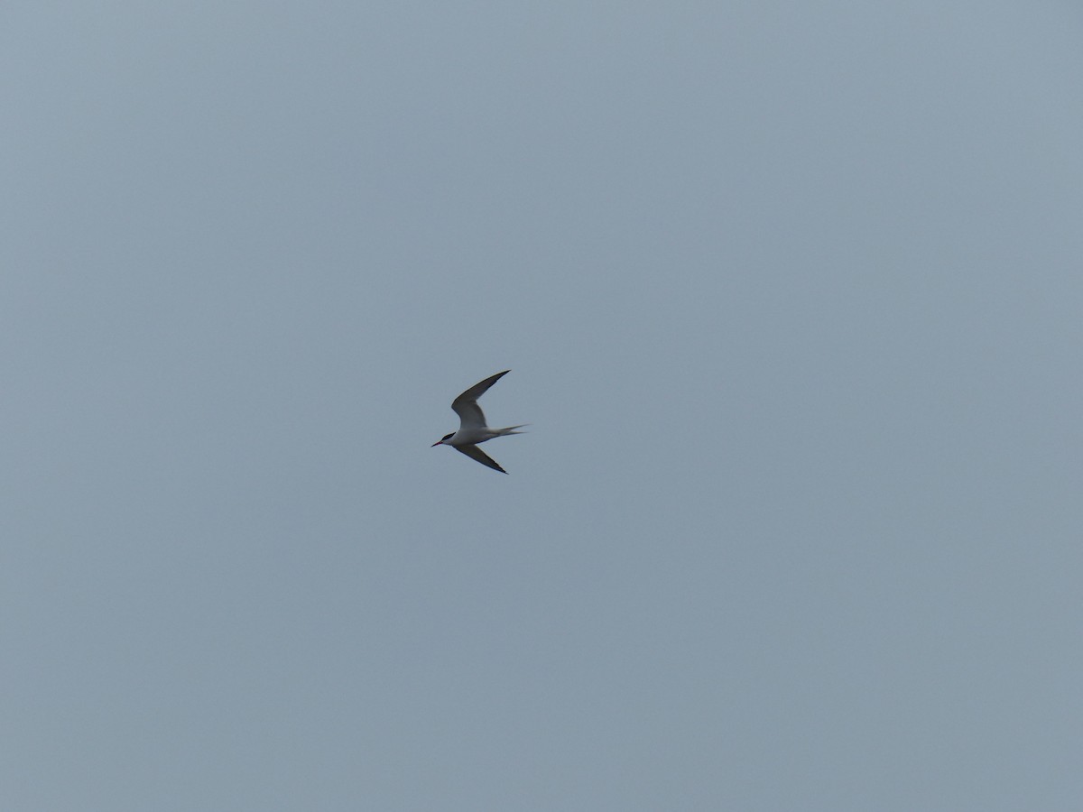 Common Tern - ML645770477