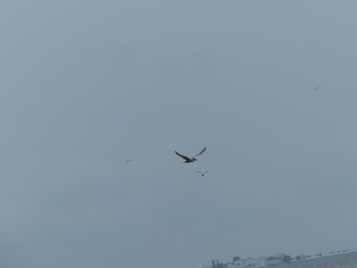 Common Tern - ML645770478