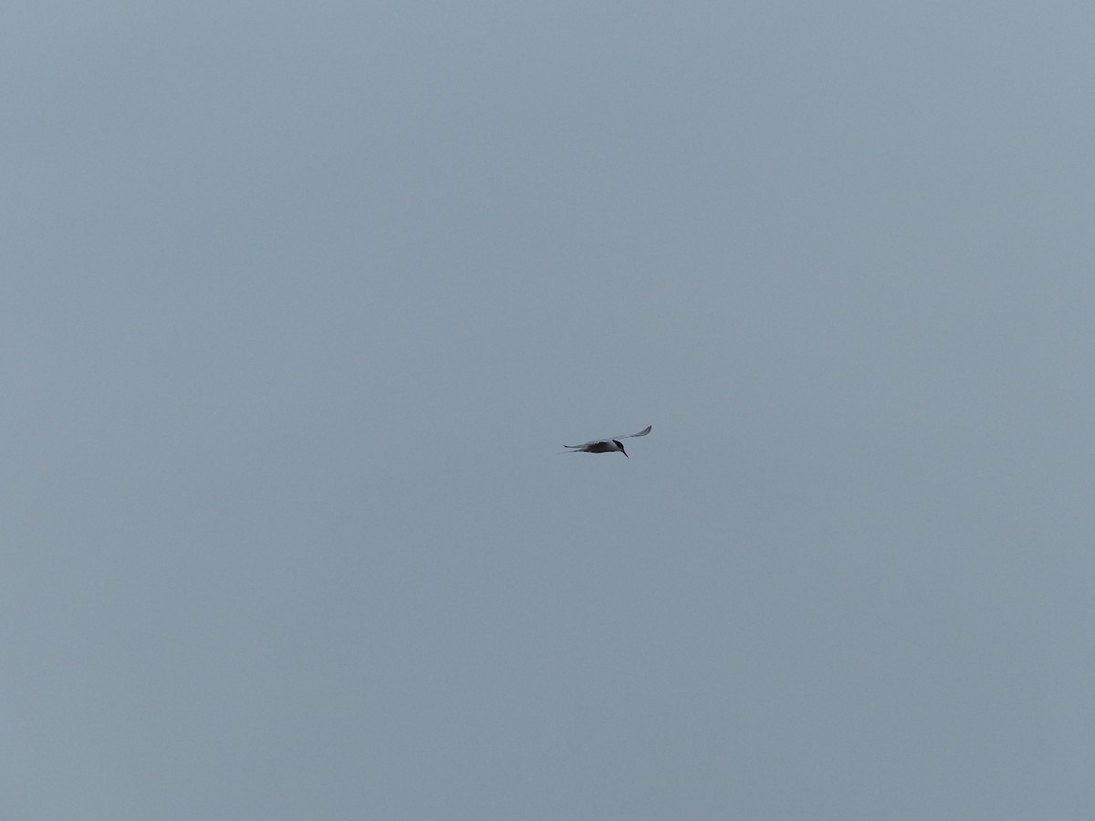 Common Tern - ML645770480