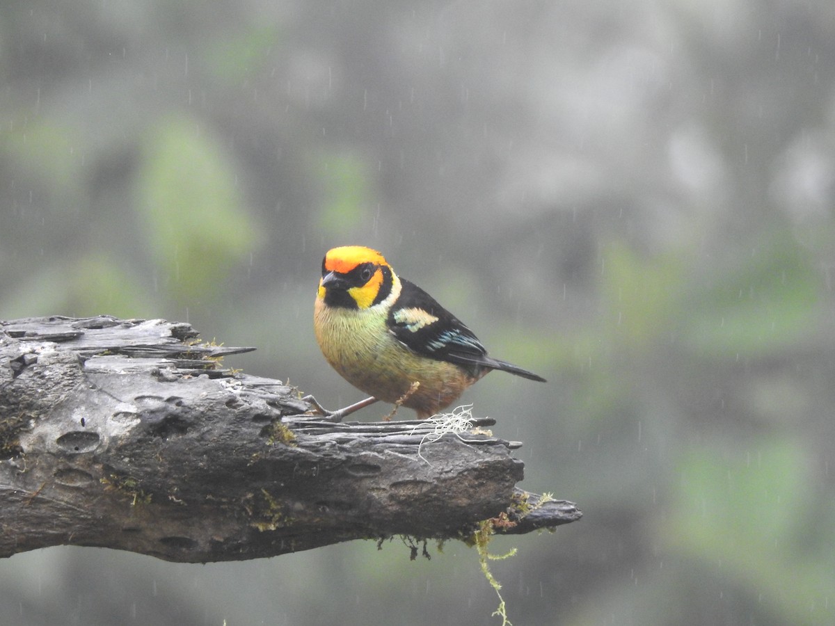 Flame-faced Tanager - ML645770485