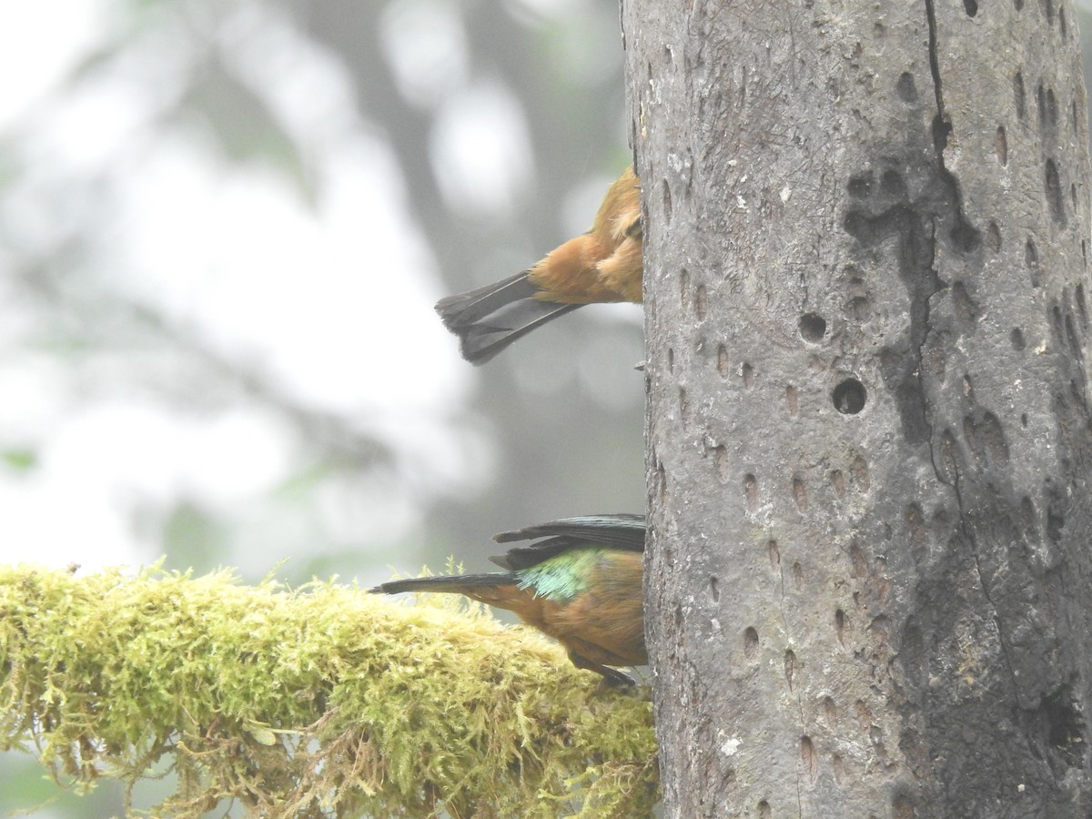 Flame-faced Tanager - ML645770489