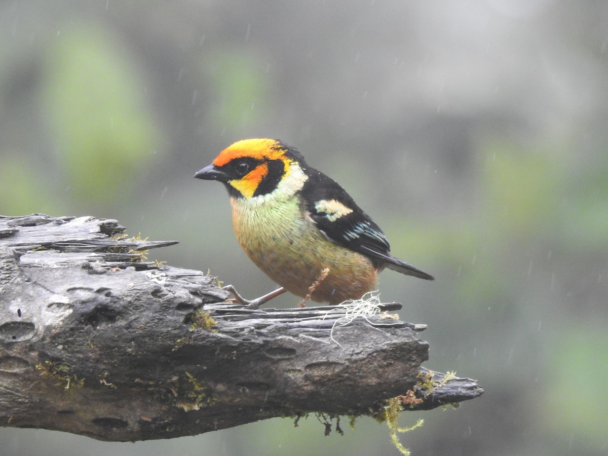 Flame-faced Tanager - ML645770495