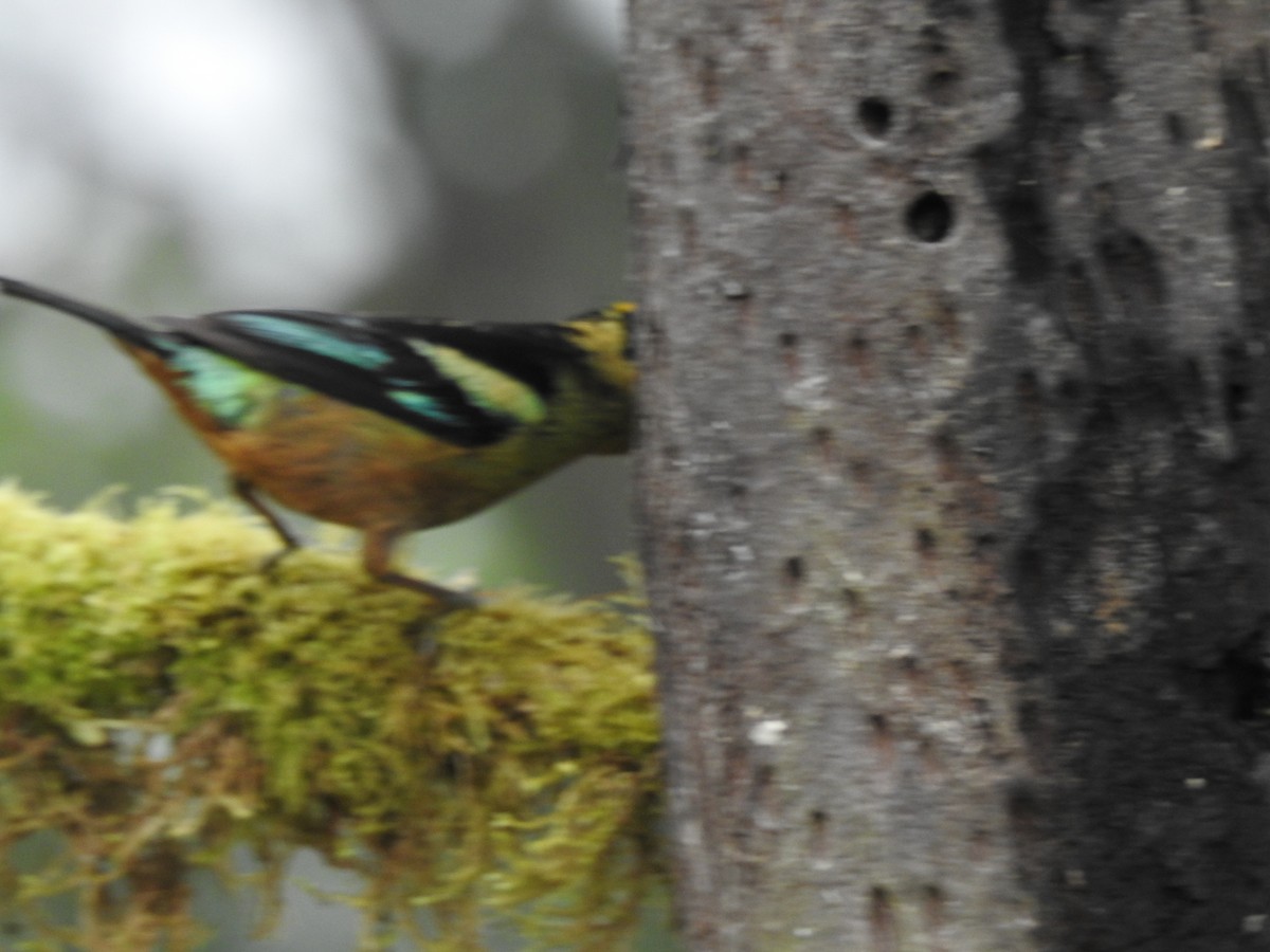 Flame-faced Tanager - ML645770499