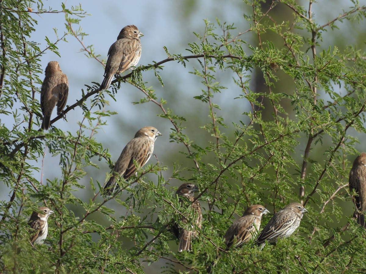 Lark Bunting - ML645770514