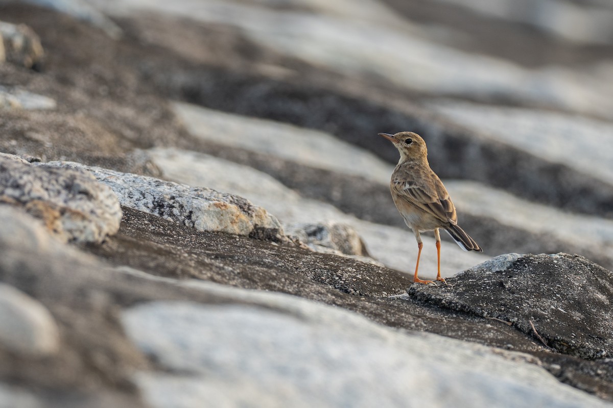Paddyfield Pipit - ML645770519