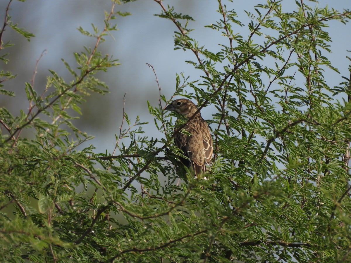 Lark Bunting - ML645770523