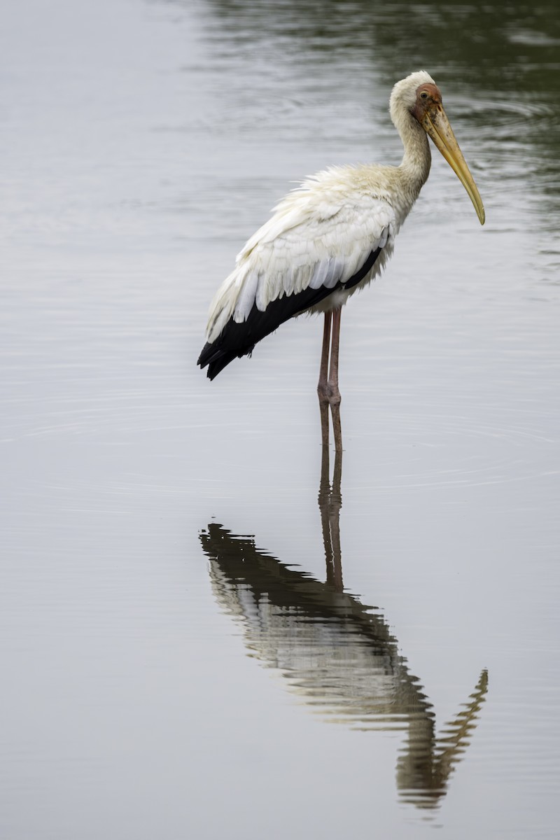 Milky Stork - ML645770532