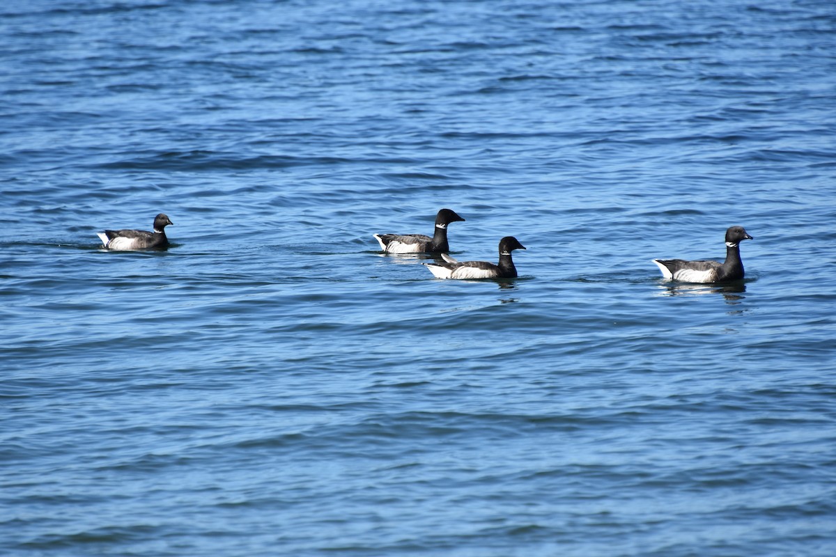 Barnacla Carinegra - ML645770567