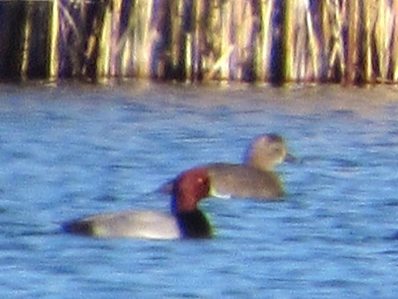 Redhead - ML645770575