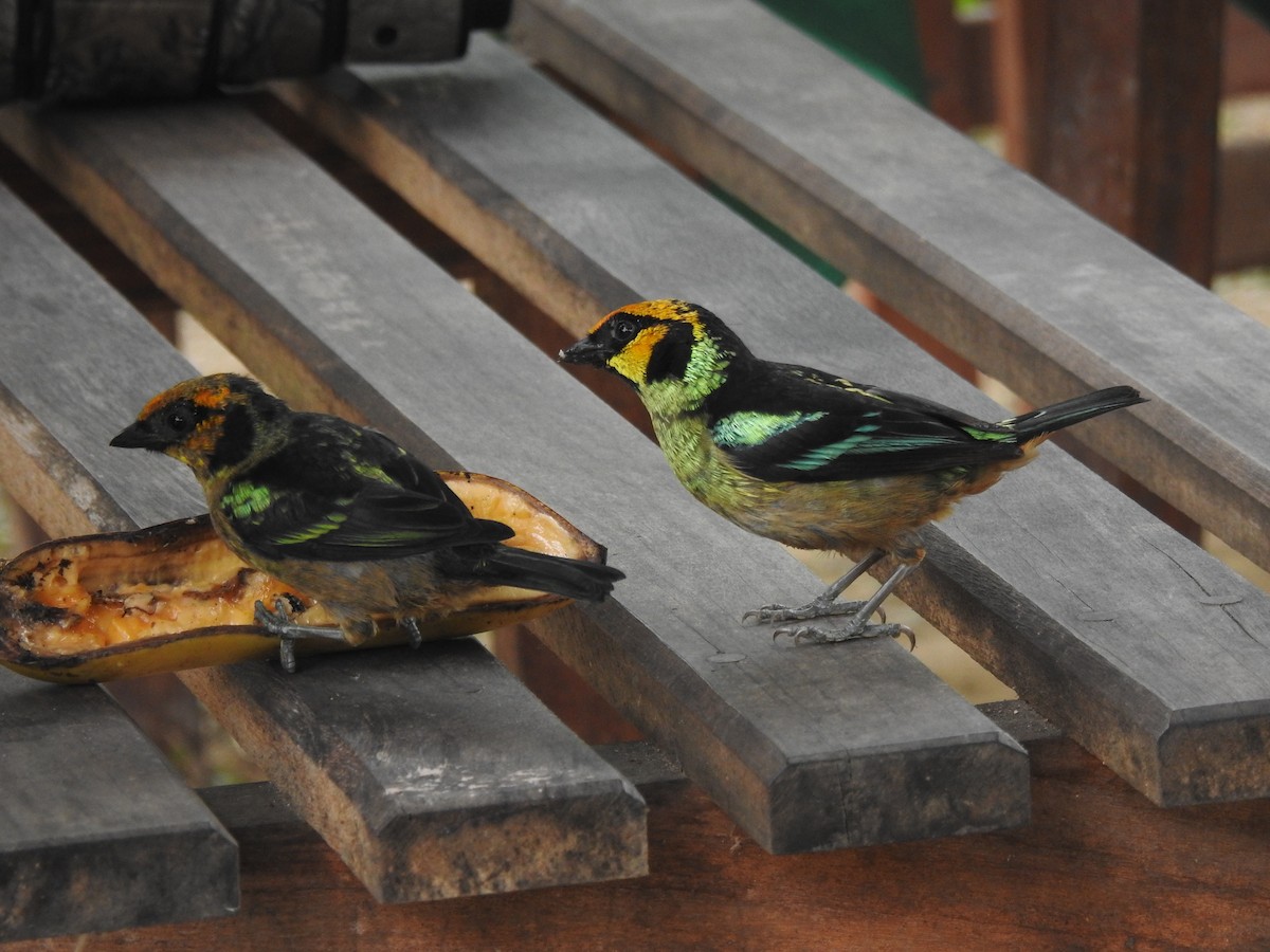 Flame-faced Tanager - ML645770580