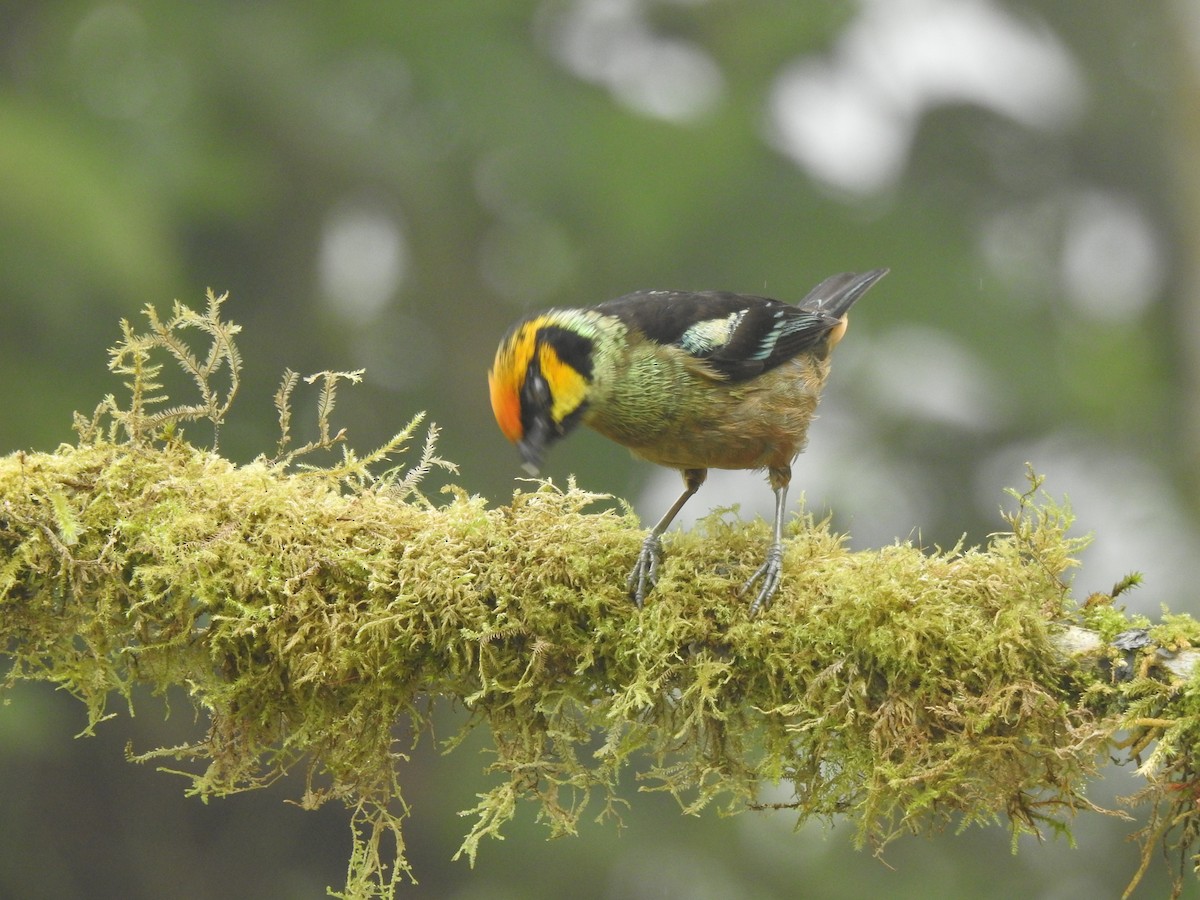 Flame-faced Tanager - ML645770584