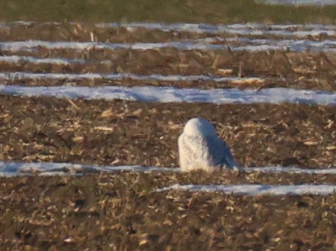 Snowy Owl - ML645770586