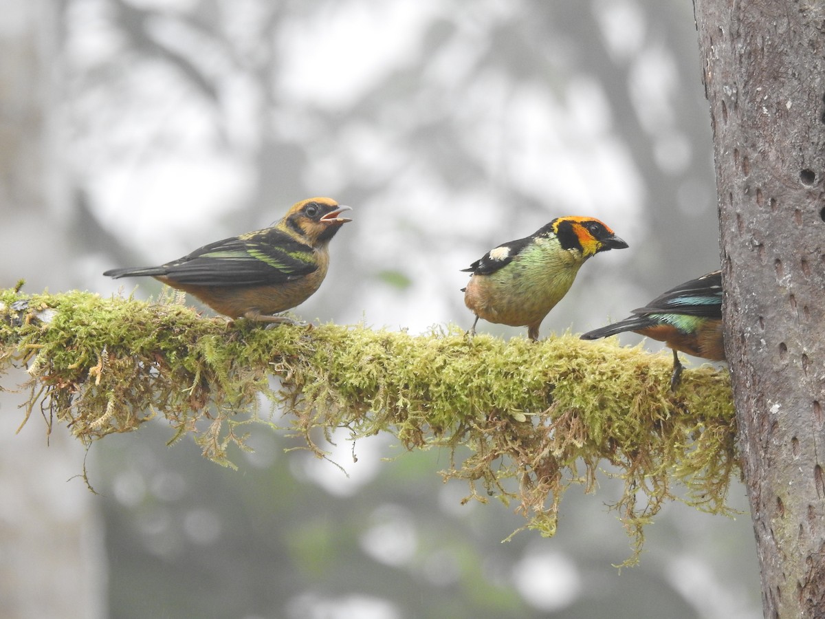 Flame-faced Tanager - ML645770592