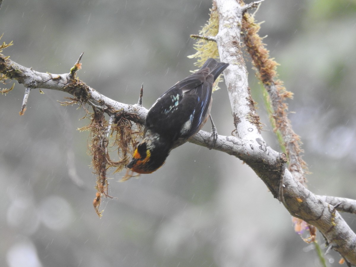 Flame-faced Tanager - ML645770593