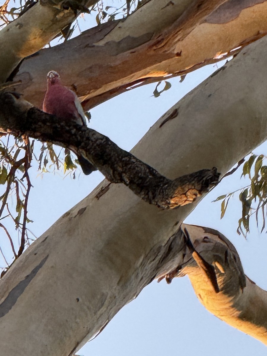 kakadu růžový - ML645770607