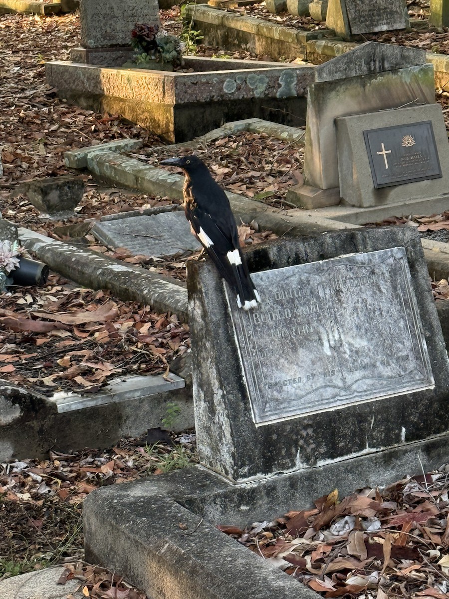 flétňák stračí - ML645770609