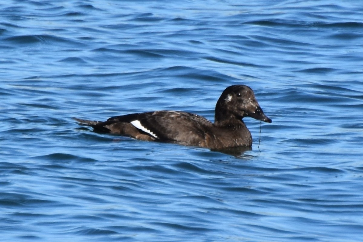 White-winged Scoter - ML645770610