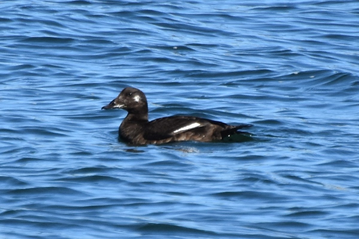 White-winged Scoter - ML645770611