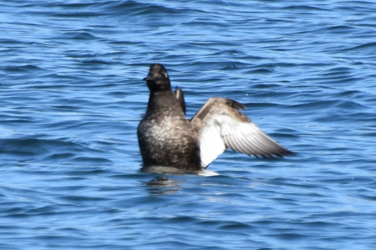 White-winged Scoter - ML645770612