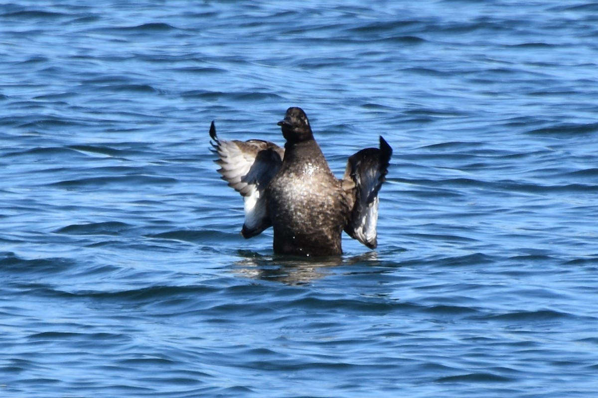 White-winged Scoter - ML645770613