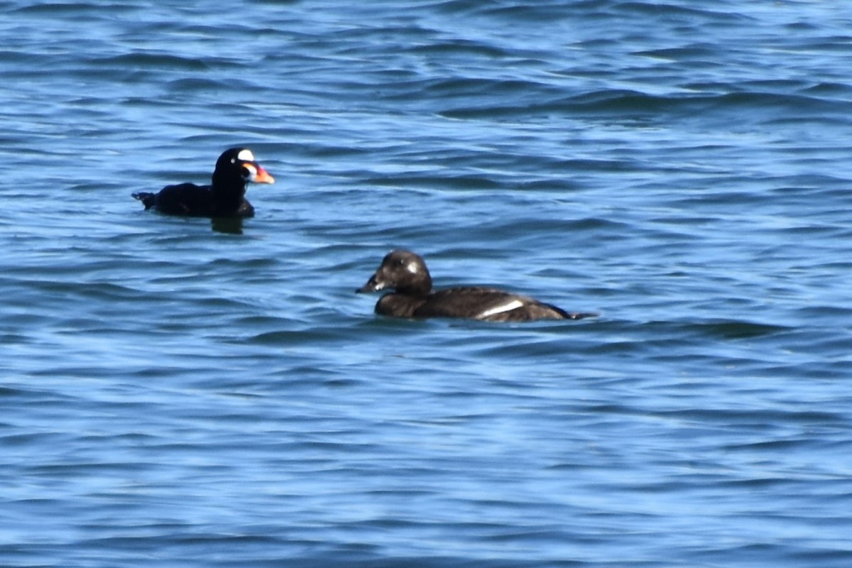 White-winged Scoter - ML645770614