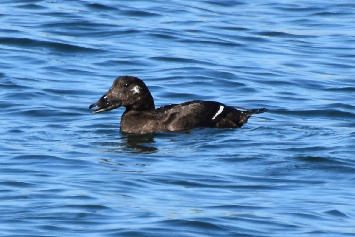 White-winged Scoter - ML645770615
