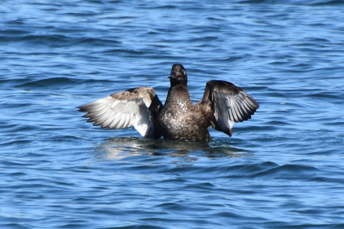 White-winged Scoter - ML645770616