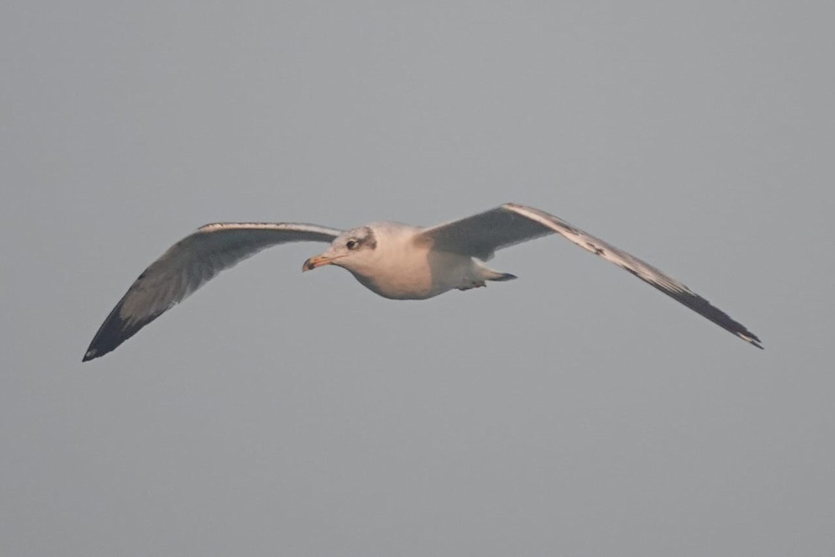 Pallas's Gull - ML645770623