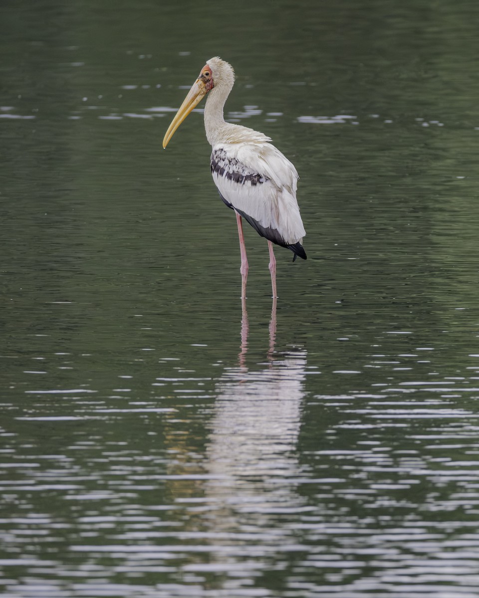 Painted Stork - ML645770625