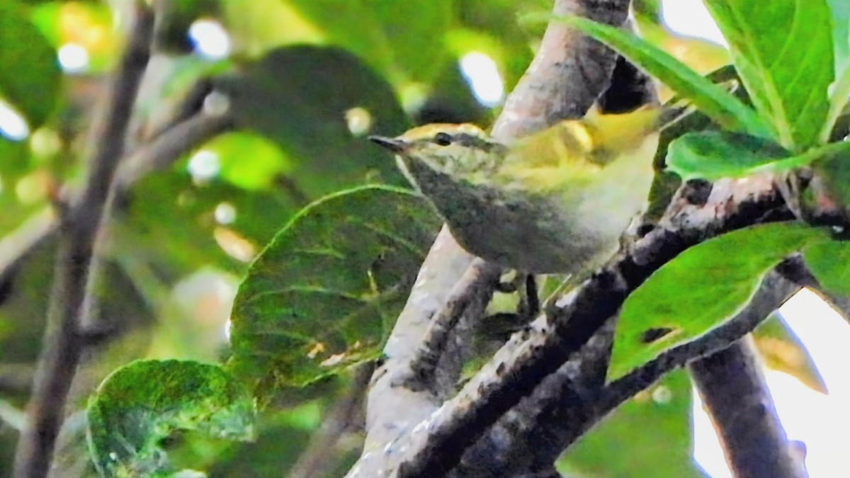 チャバネムシクイ - ML645770626